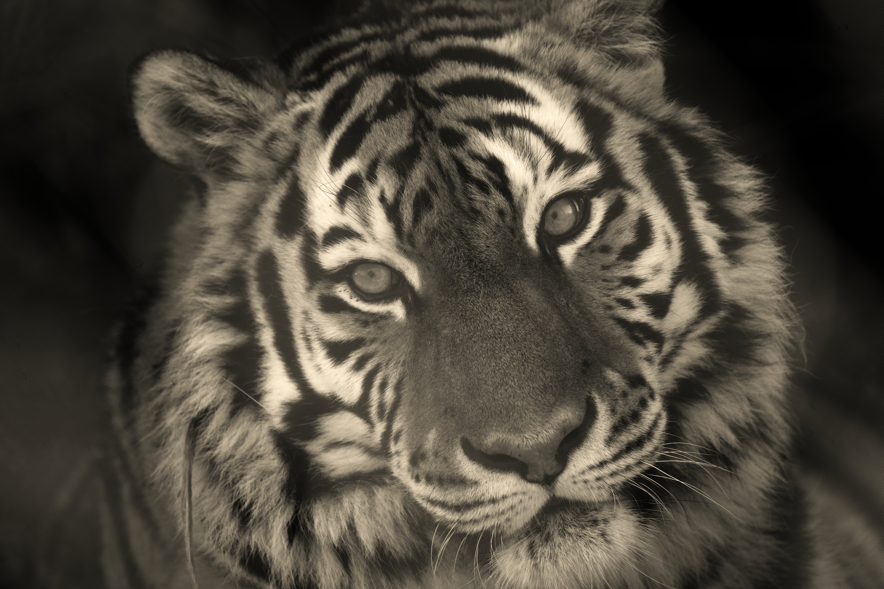 Tiger bw